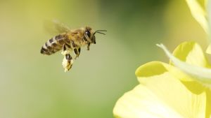 Mängden insekter har minskat drastiskt på många håll i världen. Blomma och bi