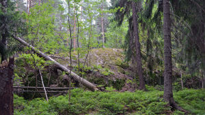 Promenaden sker i skogen bakom Gammelbacka Allaktivitetshus. Bild på ett litet berg i en skog.