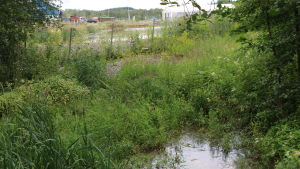 Så här långt från naturskyddsområdet ligger bassängen. En bäck med ett stängsel i bakgrunden. Bakom stängslet ligger en avfallshanteringsstation.