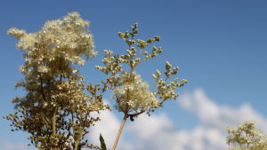 Älgört innehåller samma verkande ämne som en populär smärtstillande medicin. En vit blomma i närbild mot blå himmel.