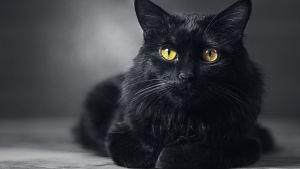 Musta kissa.