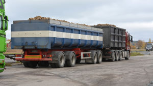 Från Näse gård transporteras sockerbetorna i stora lass till sockerfabriken i Säkylä. En långtradare med sockerbetor.