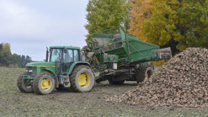 Finland har undantagslov för neonikotinoider för betning av sockerbeta. En traktor med sockerbetor i släpet.