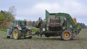 Sockerbetan har en framtid i Finland. En traktor med sockerbetor i släpet.