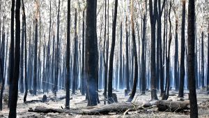 Svarta trädstammar fotograferades på söndagen efter en skogsbrand i Old Bar, 350 kilometer norr om Sydney. Svarta trädstammar fotograferades på söndagen efter en skogsbrand i Old Bar, 350 kilometer norr om Sydney.