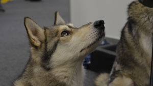 Niklas Hollsten lämnar aldrig sina hundar hemma när han reser bort. En husky hund tittar på sin ägare.