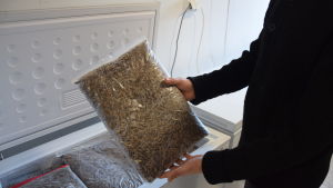 Paret Päivänen har flera frysar. Syrsorna packas i plastpåsar innan Petra och Roope fryser in dem. Frystorkade gräshoppor i stora plastpåsar. I bakgrunden en frys full med plastpåsar med gräshoppa.