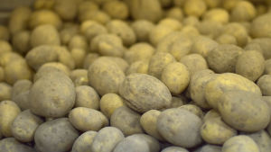 Sättpotatisen hamnar eventuellt i jorden redan i slutet av mars. Potatis