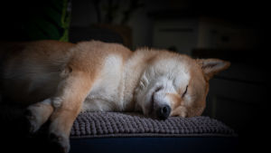 Shiba Inu -rotuinen koira nukkuu.