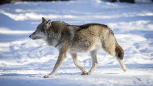 Så här kanske vargen såg ut då den vände om och sprang in i skogen? Arkivbild. Varg i Ähtäris djurpark.