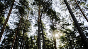 Kuvassa on aurinkoinen mäntymetsä.
