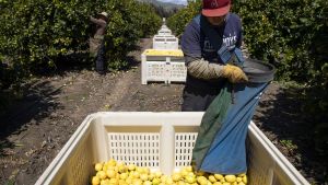 Citroner skördas i Kalifornien 27.3.2020. "Nödvändiga" arbetare behövs för att trygga försörjningen i USA under coronakrisen. Lantarbetare har nu stor betydelse. Citroner skördas i Kalifornien 27.3.2020."Nödvändiga" arbetare behövs för att trygga försörjningen i USA under coronakrisen. Lantarbetare har nu stor betydelse.