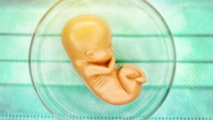 Embryofigur i petriskål. Ett embryo i en petriskål.