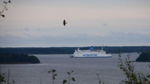 Wasa Express. En bild tagen från toppen av storberget i gerby. Man ser havet där wasalinefärjan åker.