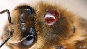 Det europeiska honungsbiet - Apis mellifera - kom till USA tillsammans med européerna. Europeiskt honungsbi (Apis mellifera)