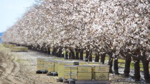 Mandelträd väntar på att bli pollinerade av bin. Mandelträd i Kalifornien väntar på att bli pollinerade av bin