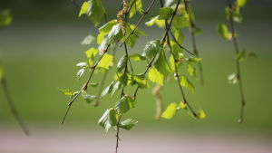 Det förväntas komma mycket pollen från björken i år. Ljusgröna björkkvistar