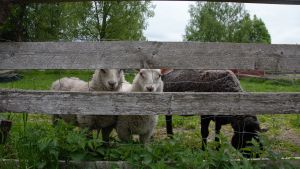 Under dagslägret "Äventyrsvecka på Rasmusbacken" kommer barnen få lära sig mer om hur man tar hand om fåren. Två vita får och ett mörkgrått får inne i en hage på sommaren.