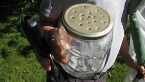 En enkel glasburk med hål i locket så att insekterna trivs. En glasburk med lufthål i locket, bra att samla insekter i.
