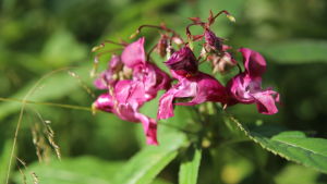 Jättebalsamin är en invasiv främmande art som ska bort från den finländska vegetationen. Även resrosen finns på den listan. en närbild av en jättebalsamin - en mörkrosa blomma