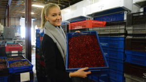 Amanda Gustafsson är exportchef på Korsholmsföretaget Marja Bothnia Berries. Företaget var först i landet med att bjuda in thailändska bärplockare år 2004. Kvinna med låda full av bär.