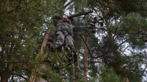 Då jägaren fått syn på ett byte, reser han sig långsamt och siktar. Man står på en ställning uppe vid ett träd och siktar med en pilbåge.