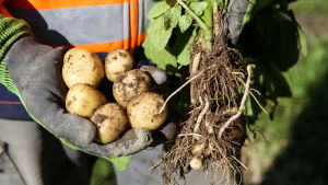 Glöm inte potatisen, säger Hanna Olvenmark. Den är ett extremt billigt livsmedel som går att laga på många olika sätt. potatis som någon dragit upp ur jorden och som en människa håller i