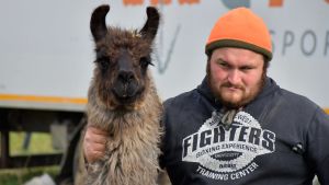 Derek D´Amico tar hand om djuren, här en lama. Derek D´Amico tar hand om djuren, här en lama.