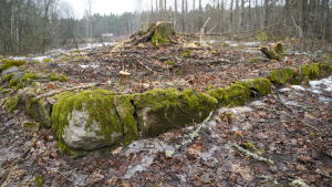 Ännu på 1950-talet fanns det kor som betade i Västerby. På nuvarande naturskyddsområden kan man se spår av hus. Det har någon gång funnits en handfull torp just här. En gammal husgrund med mycket grön mossa på.