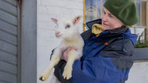 Leena Ingberg har ett hundratal får på Hinders gård. Ullen ska utnyttjas, tänkte hennes son och satte igång. Leena Ingberg har ett hundratal får på Hinders gård i Täkter. Här med ett av dem i famnen.