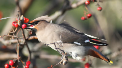 Plumper suku puoli video