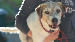 Hunden Ada tävlar i klass tre som är den högsta agility-klassen. Någon håller i en Parson russell terrier.