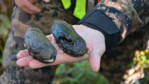 Flodpärlmusslor som är fångade i Billnäs. Dessa är döda.