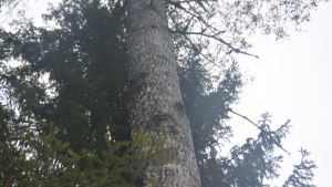 Här uppe i någon av aspens håligheter borde det finnas en flygekorre eftersom det finns avföring och urin under trädet. En bild på en asp där det finns hål i stammen och en flygekorre bor i något av hålen.