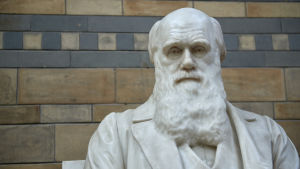 Stephen Hawking begravs vid sidan av utvecklingslärans fader Charles Darwin (på bilden) och gravitationens upptäckare Isaac Newton. En staty av evolutionsteorins utvecklare, Charles Darwin, på det Naturhistoriska museet i London.