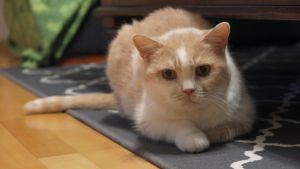 Oranssi-valkoinen kissa makaa lattialla katsoen kameraan.