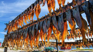Än så länge är fisket en av huvudsektorerna inom den grönländska ekonomin, men om området vill bli självstsändigt räcker det inte till. På bilden ser vi torkad, grönländsk fisk. Fisk torkas på Grönland.