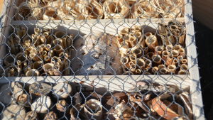 Här är en närmare titt på de olika avdelningarna i insekthotellet. Ett insekthotell som Hangö miljöförening byggt. Det finns kottar och träbitar i en låda med galler på som insekter kan bo i.