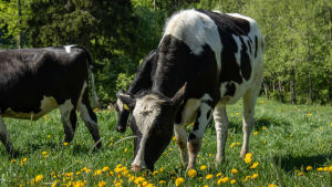 lehmä laiduntaa kukkaniittyä