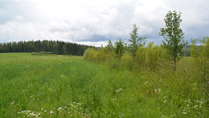 En trädzon har planterats mellan åkrarna för att utreda vilka effekter den har på åkerjorden. Bland annat hjälper den till att stoppa upp kraftiga vindar vilket hjälper till att hålla åkerjorden fuktig. En trädgräns mellan olika åkrar hindrar att det blåser ordentligt och dammar på åkern.
