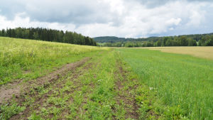Mellan de här två åkrarna vill familjen Mattila plantera blommor och buskar där insekter ska trivas. De ska i sin tur hjälpa faunan på åkrarna. En zon mellan två åkrar där det ska odlas blommor som lockar insekter att hjälpa åkerväxterna. Man ser gröna åkrar på bilden å skog i bakgrunden