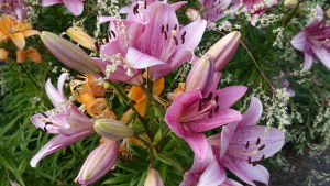 Några av de vackra blommorna i Catharina Hansténs trädgård. Ljusröda blommor.