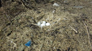 Plastavfall i fågelbo på Brändskär. Ett stort öppet fågelbo, i mitten ligger fyra ägg. Boets kvistar och gräs är blandat med stora mängder plastavfall.