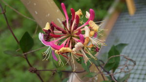 Ruotsinköynnöskuusama (Lonicera periclymenum) Vildkaprifol blommar i Strömsös trädgård.