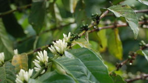 Kaffeträdets blommor och bär. Bären ska bli röda. Blommorna är självpollinerande och sprids med hjälp av vinden, men också av insekter. Kaffebuskens vita spretiga blommor och gröna bär.