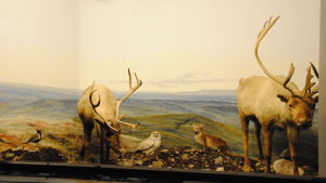 Den lappländska montern var ett stort dragplåster under museets tidiga dagar. Lappländskt landskap med två renar, några fåglar och en räv i en museimonter.