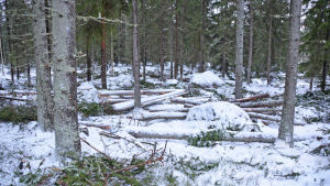 Skogsbruk i Jackarby. En skog med barrträd. På marken ligger snö. Bland träden ligger snöbeklädda stammar av träd som fällts tidigare.