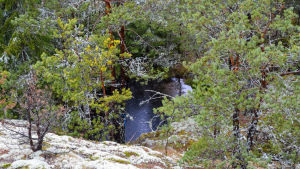 Från berget ser man rakt ner i gropen. En vattenfylld grop invid ett berg i en skog.