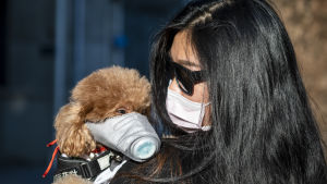 Koiralla ja omistajalla kummallakin hengityssuojaimet Kiinassa koronaviruspandemian aikaan helmikuussa 2020.