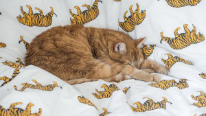 Katten Findus vilar på Oliver Heikkinens säng. katt ligger på ett täcke med bilder av tigrar